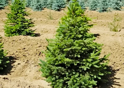 Colorado spruce tree in the Park Creek Nursery Conifers section.