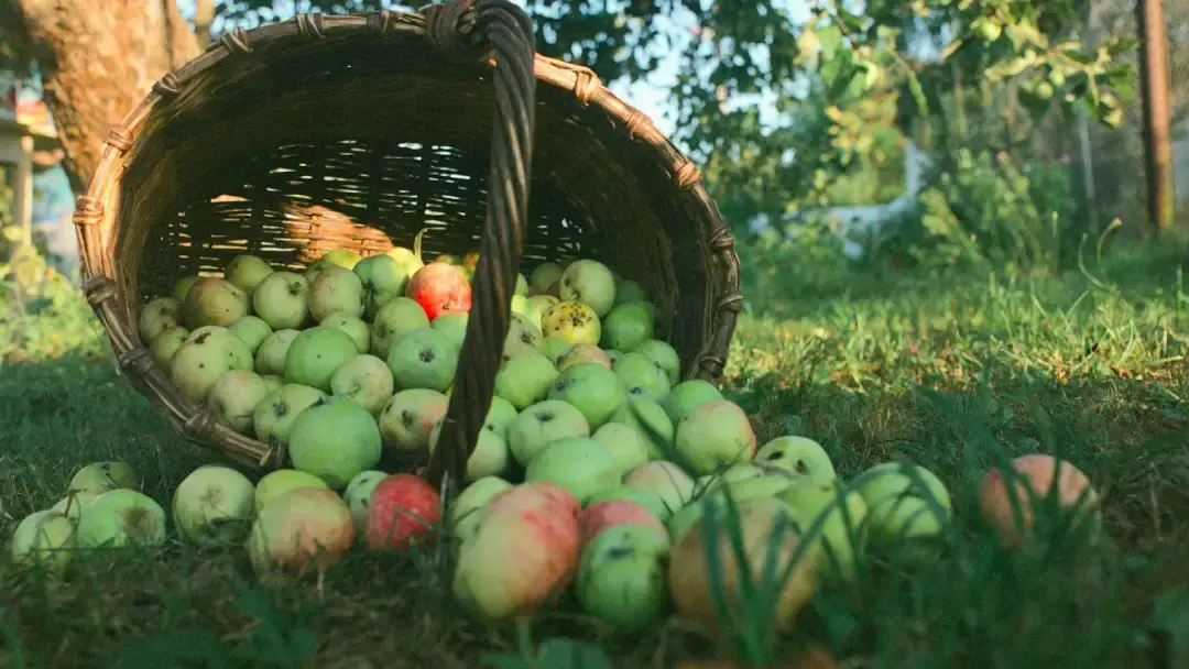 A basket of apples.