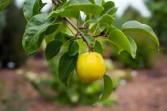 Tawara Pear